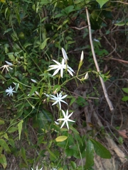 Jasminum nervosum