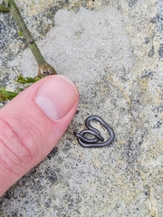 Leptotyphlops nigricans