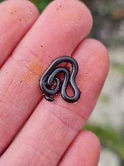 Leptotyphlops nigricans