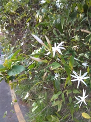 Jasminum nervosum