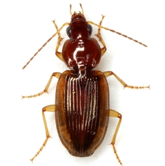 Agonum pallipes