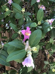 Lagunaria