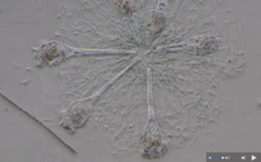 Conochilus unicornis