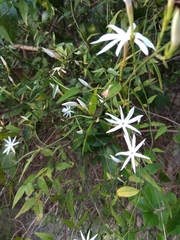 Jasminum nervosum