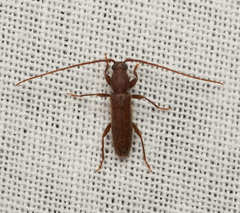 Geropa concolor