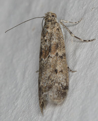 Ancylosis undulatella
