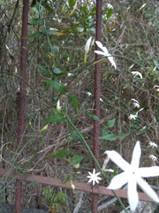 Jasminum nervosum