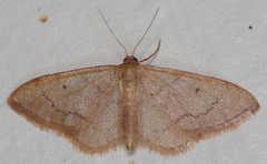 Idaea eremiata