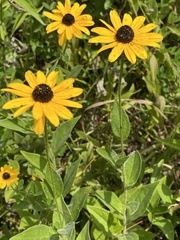 Rudbeckia terranigrae