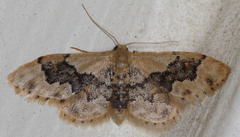 Idaea occidentaria