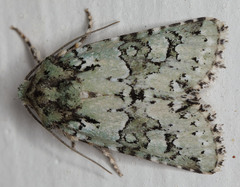 Lacinipolia strigicollis