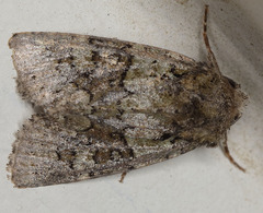 Lacinipolia strigicollis