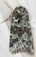 Lacinipolia strigicollis