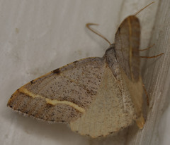 Macaria guenearia