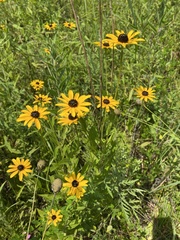 Rudbeckia terranigrae