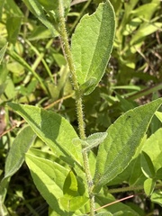 Rudbeckia terranigrae