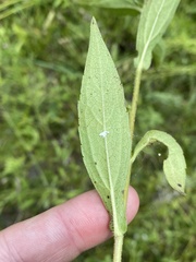 Rudbeckia terranigrae