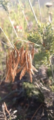 Thamnochortus cinereus