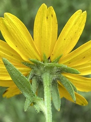 Rudbeckia terranigrae