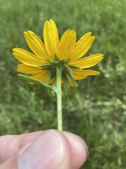Rudbeckia terranigrae
