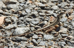 Sitana ponticeriana