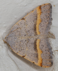 Macaria guenearia