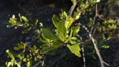 Escallonia illinita
