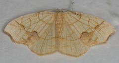 Nematocampa brehmeata