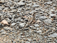 Sitana ponticeriana