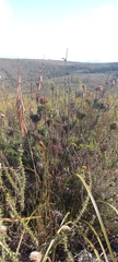 Thamnochortus cinereus