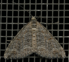 Perizoma custodiata