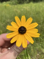 Rudbeckia terranigrae