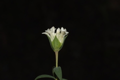 Pimelea stricta