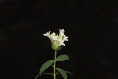 Pimelea stricta