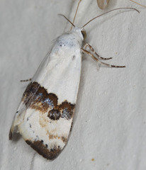 Ponometia elegantula