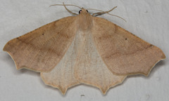 Prochoerodes truxaliata
