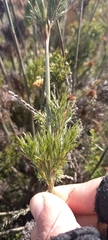Thamnochortus cinereus