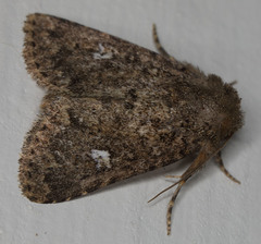 Properigea albimacula