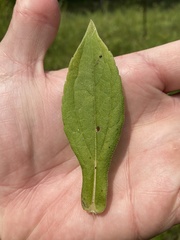 Rudbeckia terranigrae
