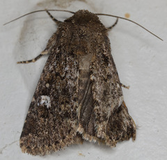 Properigea albimacula