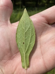 Rudbeckia terranigrae