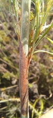 Thamnochortus cinereus