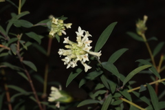 Pimelea stricta