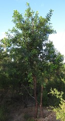 Persoonia stradbrokensis