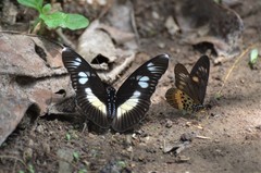 Pseudacraea lucretia