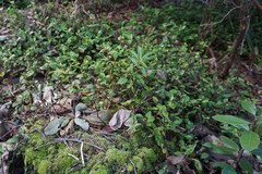 Tradescantia mundula