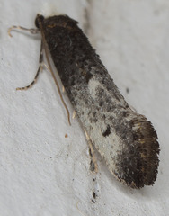 Tinea occidentella