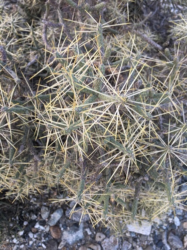 iNaturalist observation photo of Branched Pencil Cholla