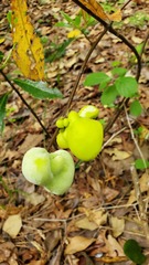 Exobasidium symploci