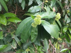 Ixora parviflora